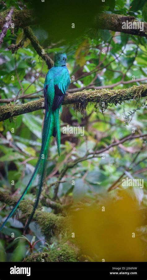 Beautiful bird in nature tropic habitat. Resplendent Quetzal Stock ...