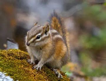 20 Types of Chipmunks: Species, Identification, and Photos