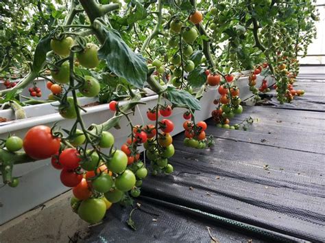 西红柿无土栽培无土栽培槽 基质种植槽易于管理 西红 柿种植