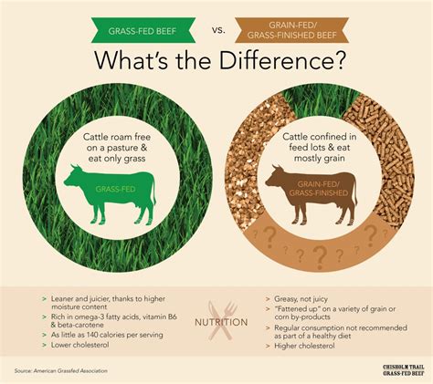 Grain Fed Beef Vs Grass Fed Beef Seeking The Truth About Food