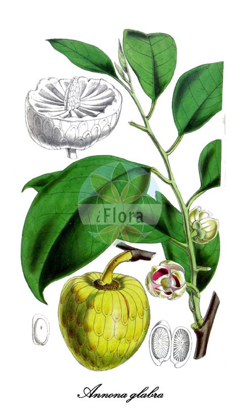 Planta Annonaceae 5 Letras - Annonaceae