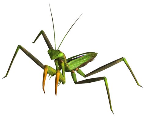 Mantis Png