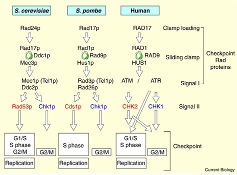 Checkpoints Chromosome Pairing Takes An Unexpected Twist Current Biology