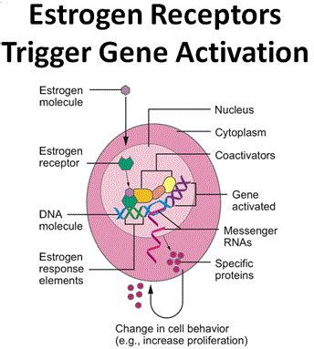 Types and side effects of hormone therapies for Breast cancer | Science ...