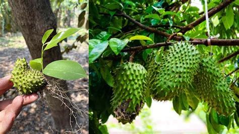 Great Technique For Grafting Soursop Tree Fast With Easy Technique