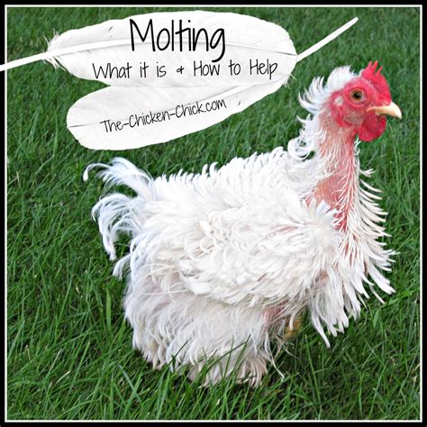 The Chicken Chick® Molting What Is It And How To Help Chickens Get