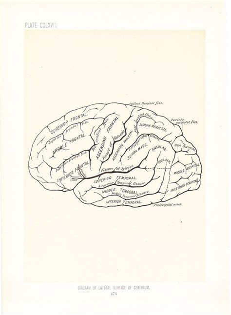 Anatomy 1899 Human Anatomy Print Diagram Of Cerebrum Vintage