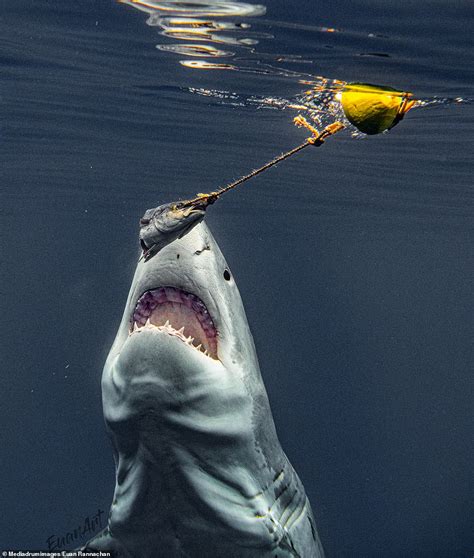 Smile For The Camera Incredible Moment Nelson The Great White Shark