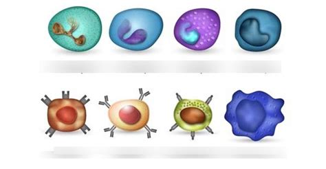 Immune System cells Diagram | Quizlet