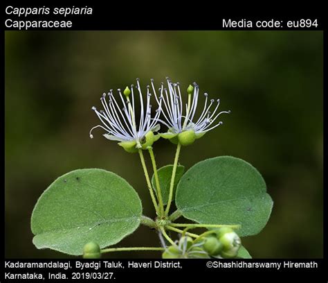 Sepiaria Butterfly