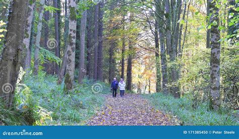 Walkers in Glenarm Forest Co. Antrim Northern Ireland Editorial Image ...