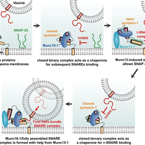 Direct Observation Of Munc Induced The Closed Syntaxin Conformation