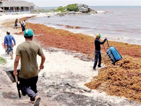 Recolectan Mil Toneladas De Sargazo En Tulum Quintana Roo Hoy