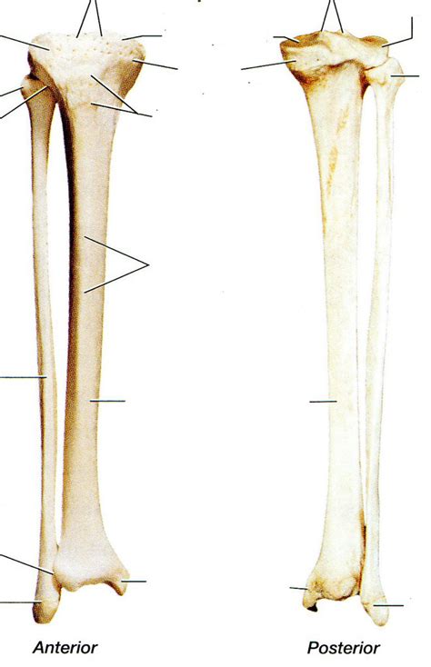 Tibia And Fibula Diagram Quizlet