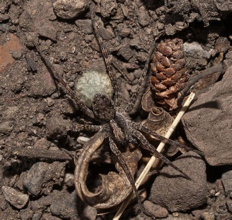 Wolf Spider With Egg Sac A Photo On Flickriver