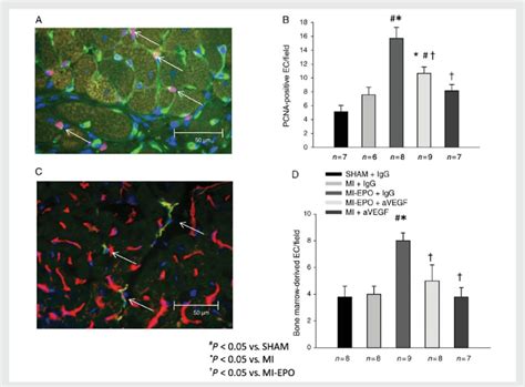 Effects Of Vegf Inhibition On Epo Induced Myocardial Endothelial Cell