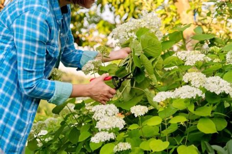 When To Prune Hydrangea Varieties A Step By Step Guide