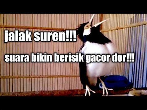 Jalak Suren Bikin Berisik Cocok Buat Bahan Burung Lain Bakalan Nyaut