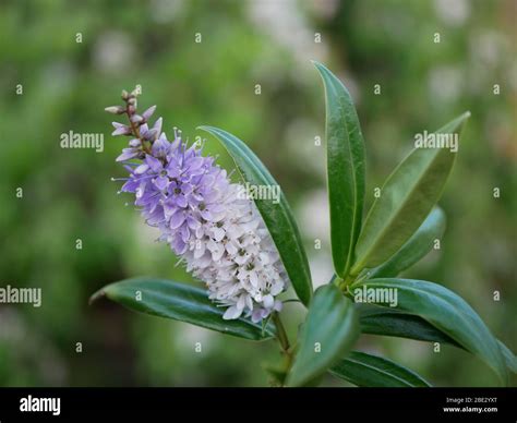 Hebe Great Orme Close Up Of Plant Showing Flowers And Glossy Leaves