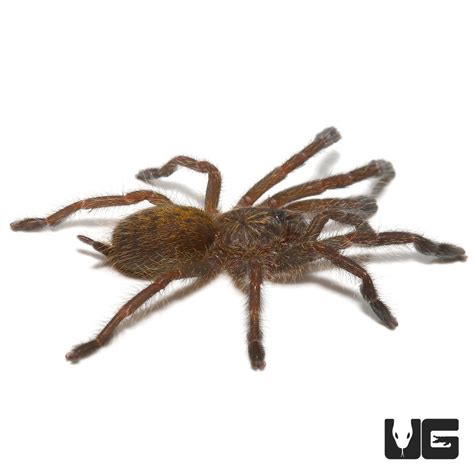 Orange Baboon Kigoma Tarantula Pterinochilus Murinus For Sale