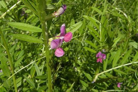 Futter Wicke Artengruppe Vicia Sativa Agg NGIDn11247 Flickr