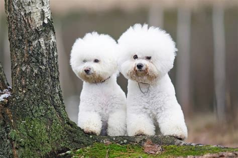 Bichon Frise Pros & Cons: What To Consider Before Bringing One Home ...