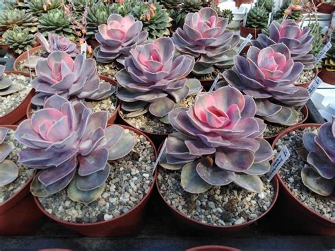 Echeveria Cv Perle Von N Rnberg Rainbow Uhlig Kakteen Ber