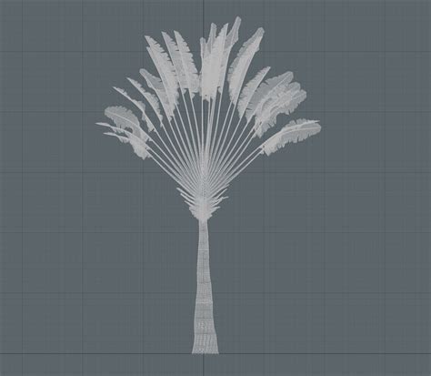 Travelers Palm Tree 3d Model Turbosquid 2130813