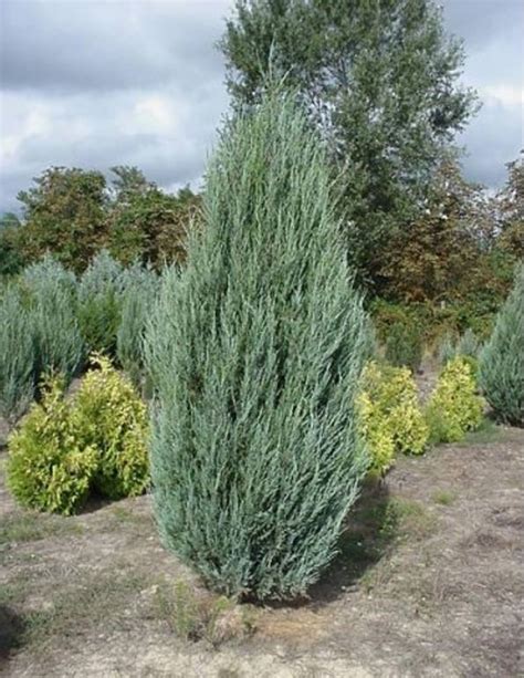 Juniperus Scopulorum Blue Arrowgenévrier Des Rocheuses Blue Arrow