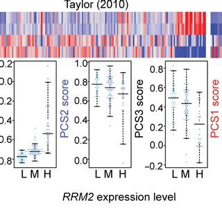 Rrm Levels Are Highly Correlated With Pcs Gene Expression