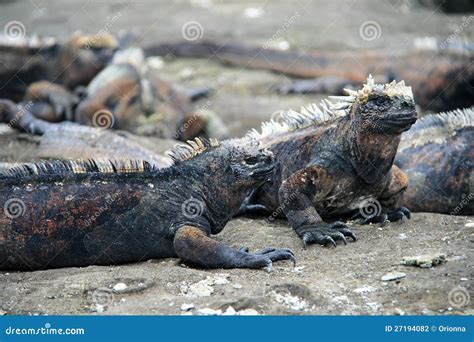 Marine Iguanas stock photo. Image of exotic, endangered - 27194082