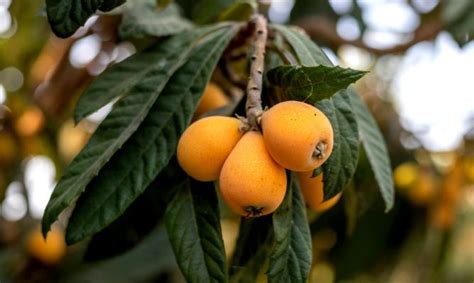 El arte de plantar un hueso de níspero guía paso a paso para el éxito