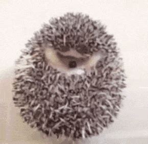 hedgehog gif on Tumblr