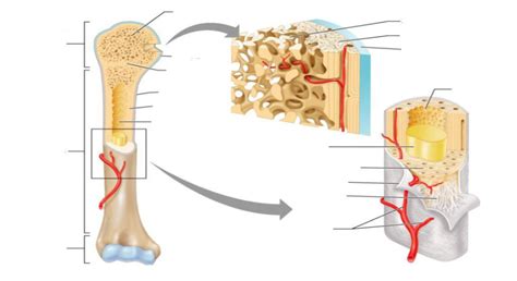 0029 | Skeletal Tissue | Identification Diagram | Quizlet