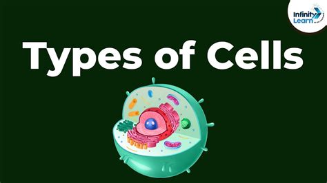 Different Types Of Cells