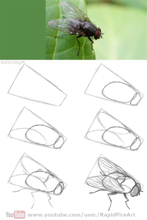 How To Draw A Fly Using Simple Shapes Art Drawings Simple Fly