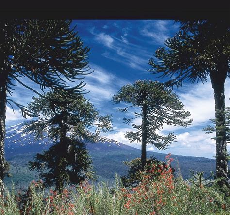 Araucaria araucana | Monkey puzzle, Chile pine - Van den Berk Nurseries