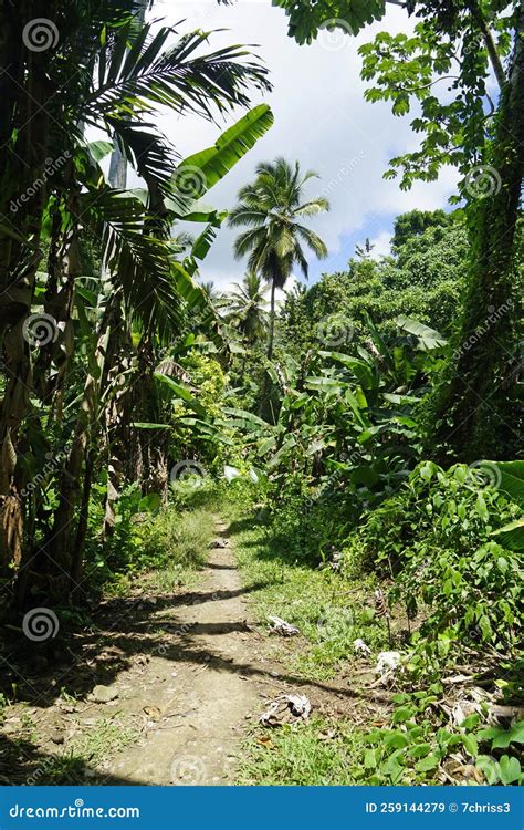 Tropical Green Landscape On Samana Peninsula Stock Image Image Of