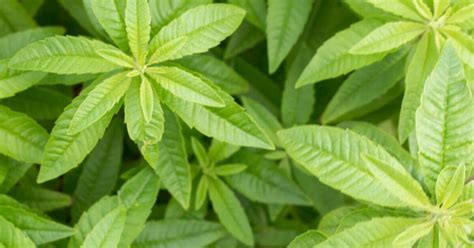 How To Grow Lemon Verbena Growing In The Garden