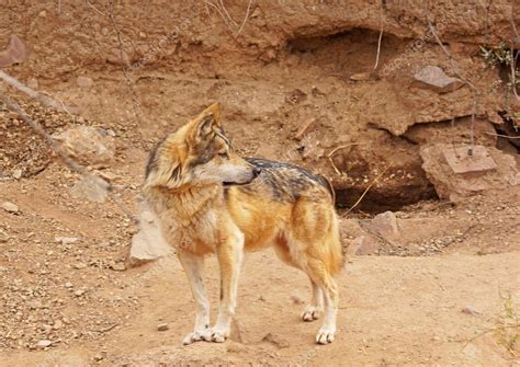 Mexican wolf — Stock Photo © chloe7992 #41584681