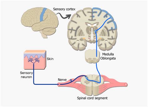 Sensory Neuron Pathway