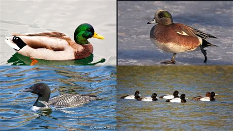 Boreal’s breeding birds: Iconic species of the North American boreal forest