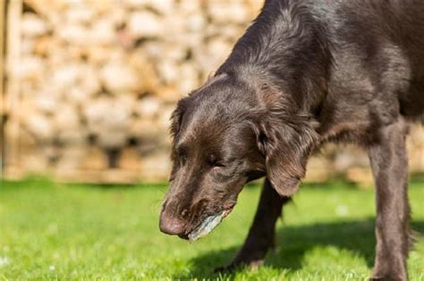 Rem Dios Caseiros Para Cachorro Vomitando Espuma Branca