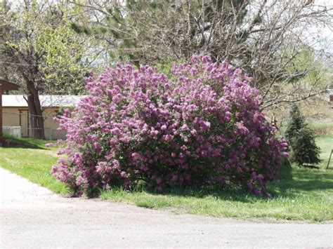 Lilac, Persian Purple - TheTreeFarm.com