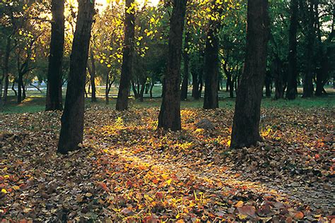 Autumn In Islamabad An Autumn Scene In Islamabad Aamir Rashid Flickr