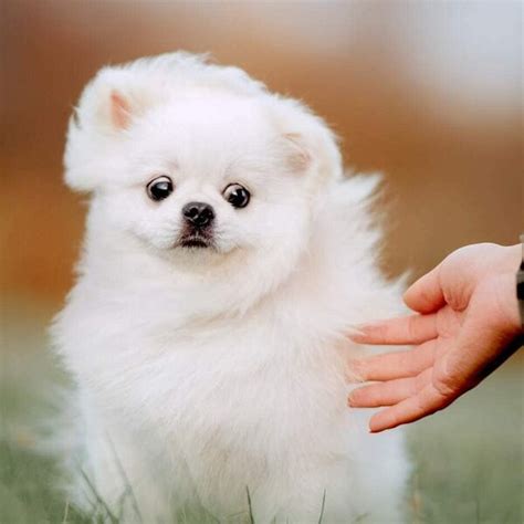 White Pomeranian - Your Complete Breed Guide - The Goody Pet