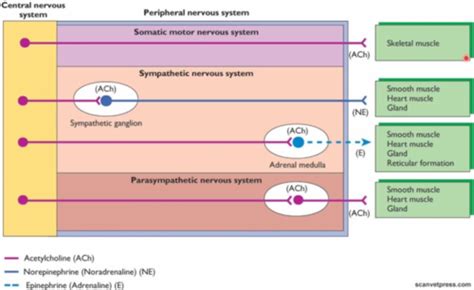 The Autonomic NS Flashcards Quizlet