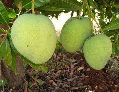 Well Watered Green Himsagar Mango Plant At Rs Piece In Barasat Id