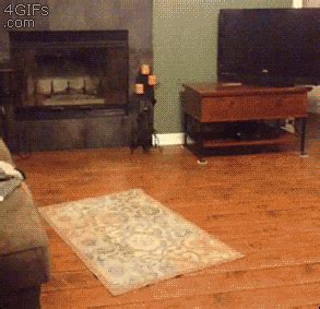 Dog Style GIFs - Find & Share on GIPHY