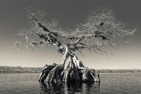 Nude In Tree 2 Photograph By Steve Williams Fine Art America